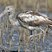 White Ibis